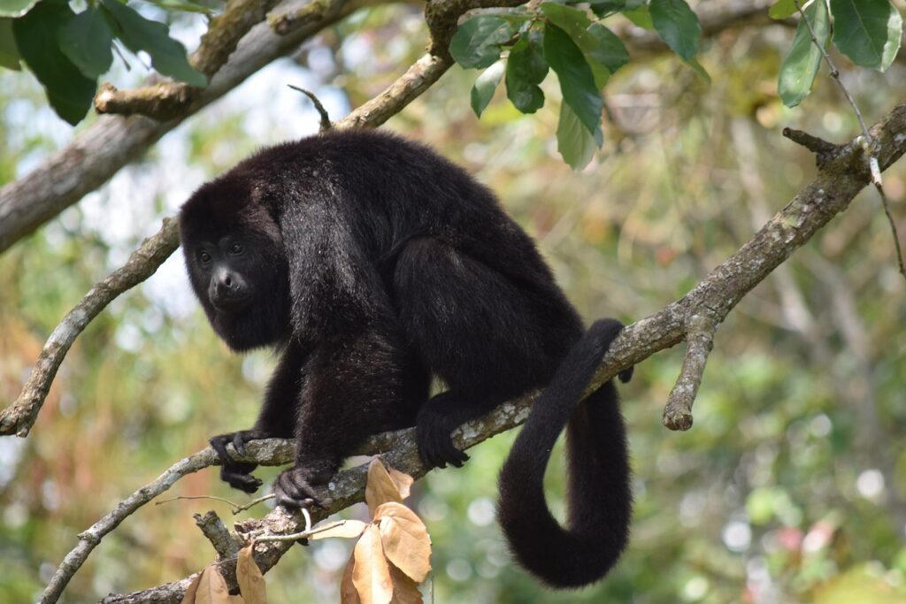 belize, spider monkey, monkey, belize, belize, belize, belize, spider monkey, spider monkey, spider monkey, spider monkey, spider monkey