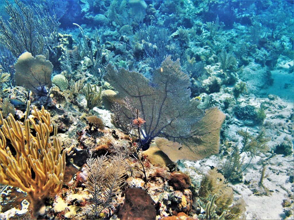 coral, belize, reef, scuba, caribbean, sea, coral, belize, belize, belize, belize, belize, caribbean