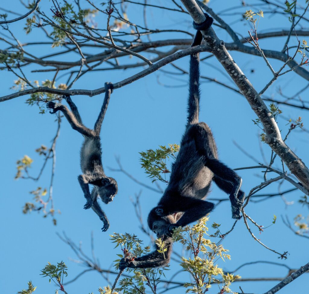 Two howler monkeys hanging from branches in Guanacaste, Costa Rica.